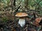 Nice mushroom