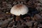 Nice mushroom in forest