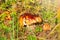 A nice mushroom stands in the bright autumn forest and gets a few rays of the autumn sun