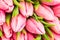 Nice natural bouquet from pink tulips as a romantic background. Selective focus. Pink tulips close up. Pink tulips spring flowers.