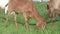 nice Nubian nanny goat grazing at pasture at evening . summer. rural life.