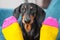 Nice obedient dachshund dog sits on sofa, looks at owner through legs and begs. Human feet in bright yellow and pink socks with