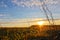 Nice orange grass in winter sunrise on Czech countryside