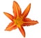 Nice orange lilly isolated