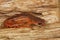 A nice orange red specimen of thecommon Ensatina eschscholtzii intermediate form