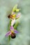 Nice orchid bloom. Bee Orchid, Ophrys apifera, flowering European terrestrial wild orchid, nature habitat, detail of two beautiful