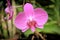 Nice Orchid flower