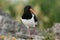 Nice oyster-catcher