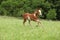 Nice Paint horse filly running on pasturage