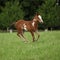 Nice Paint horse filly running on pasturage