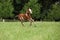 Nice Paint horse filly running on pasturage