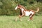 Nice paint horse foal running in autumn