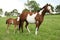 Nice Paint horse mare with filly