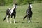 Nice paint horses on pasturage
