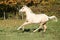 Nice palomino foal running in autumn