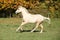 Nice palomino foal running in autumn