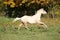 Nice palomino foal running in autumn