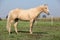 Nice palomino horse