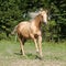 Nice palomino horse with long blond mane running