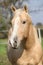 Nice palomino horse looking at you