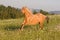 Nice palomino horse running