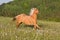 Nice palomino horse running