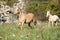 Nice palomino mare with foal running in autumn