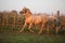 Nice palomino quarter horse in sunset