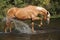 Nice palomino warmblood playing in the water