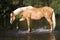 Nice palomino warmblood playing in the water