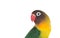 Nice parrot with red beak and yellow and green plumage