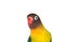 Nice parrot with red beak and yellow and green plumage