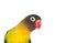 Nice parrot with red beak and yellow and green plumage