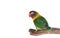 Nice parrot with red beak and yellow and green plumage