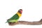 Nice parrot with red beak and yellow and green plumage