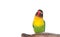 Nice parrot with red beak and yellow and green plumage