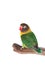 Nice parrot with red beak and yellow and green plumage