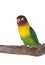 Nice parrot with red beak and yellow and green plumage