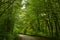 Nice path in a green and wild canadian forest in september