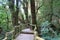 Nice path through the highest forest of Thailand