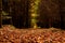 A nice pathway in the forest with brown leaves