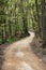 Nice pathway on the forest, Garrotxa Volcanic Zone Natural Park