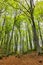 Nice pathway on the forest, Garrotxa Volcanic Zone Natural Park