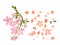 Nice Peach blossom isolated vector.Japanese floral.