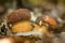 Nice penny bun mushroom on the forest