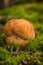 Nice penny bun mushroom on the forest