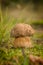 Nice penny bun mushroom on the forest