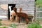 a nice and photogenic group of two Guanakos and a white Lama  in front of a stable