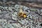Nice picture of honeybee Honey Bee, Apis mellifera with collected pollen.