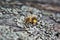 Nice picture of honeybee Honey Bee, Apis mellifera with collected pollen.